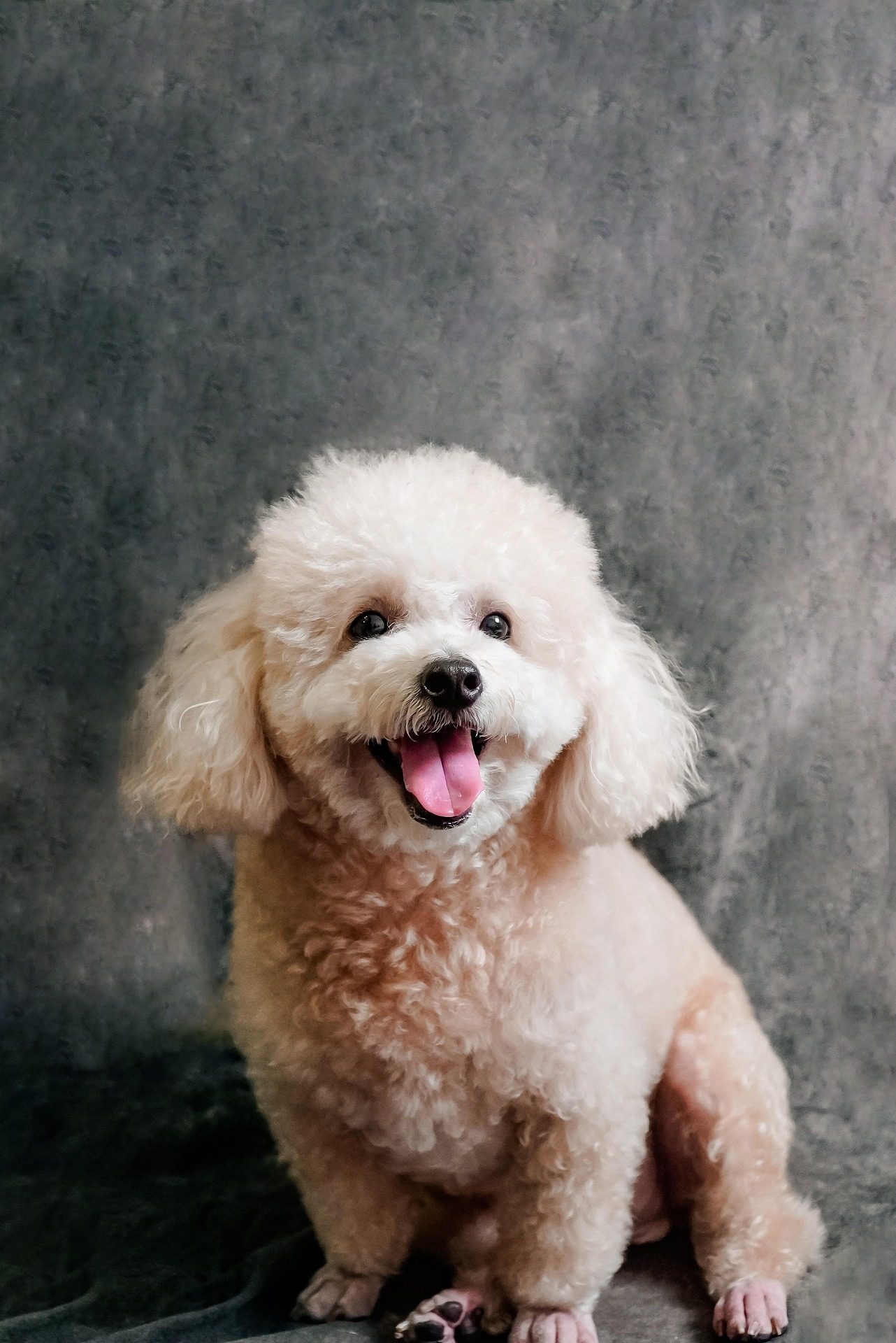 Peluquero canino trabajando un ejemplar en competencia