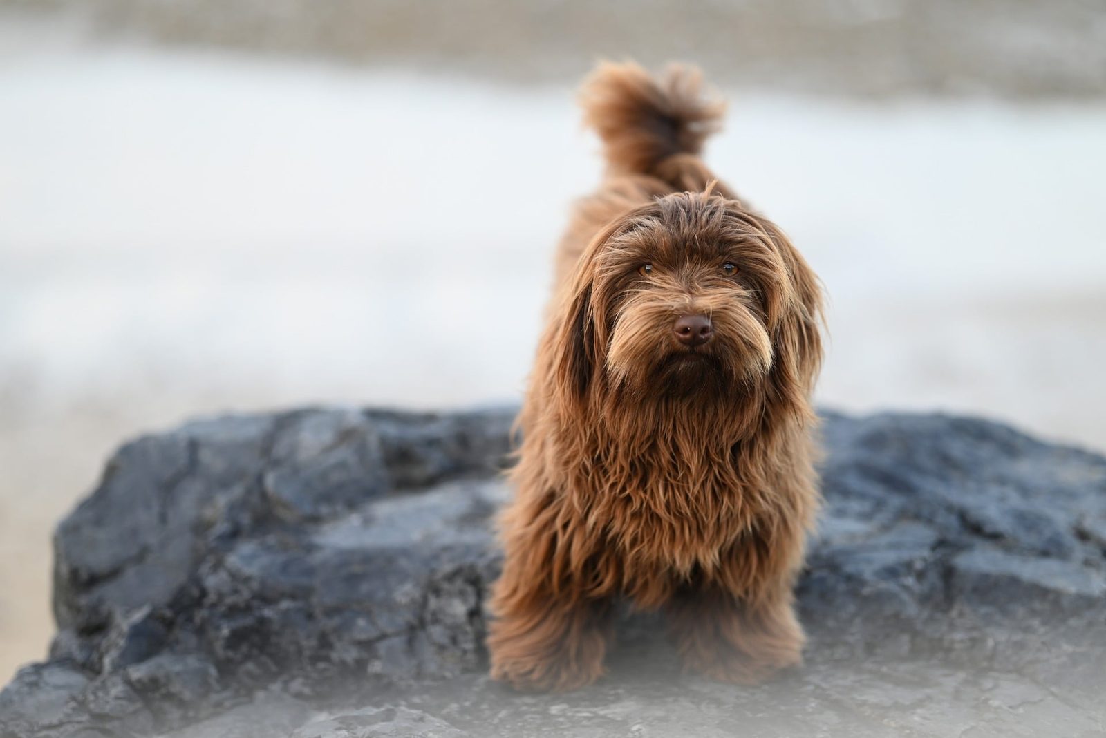 Resultado final de grooming