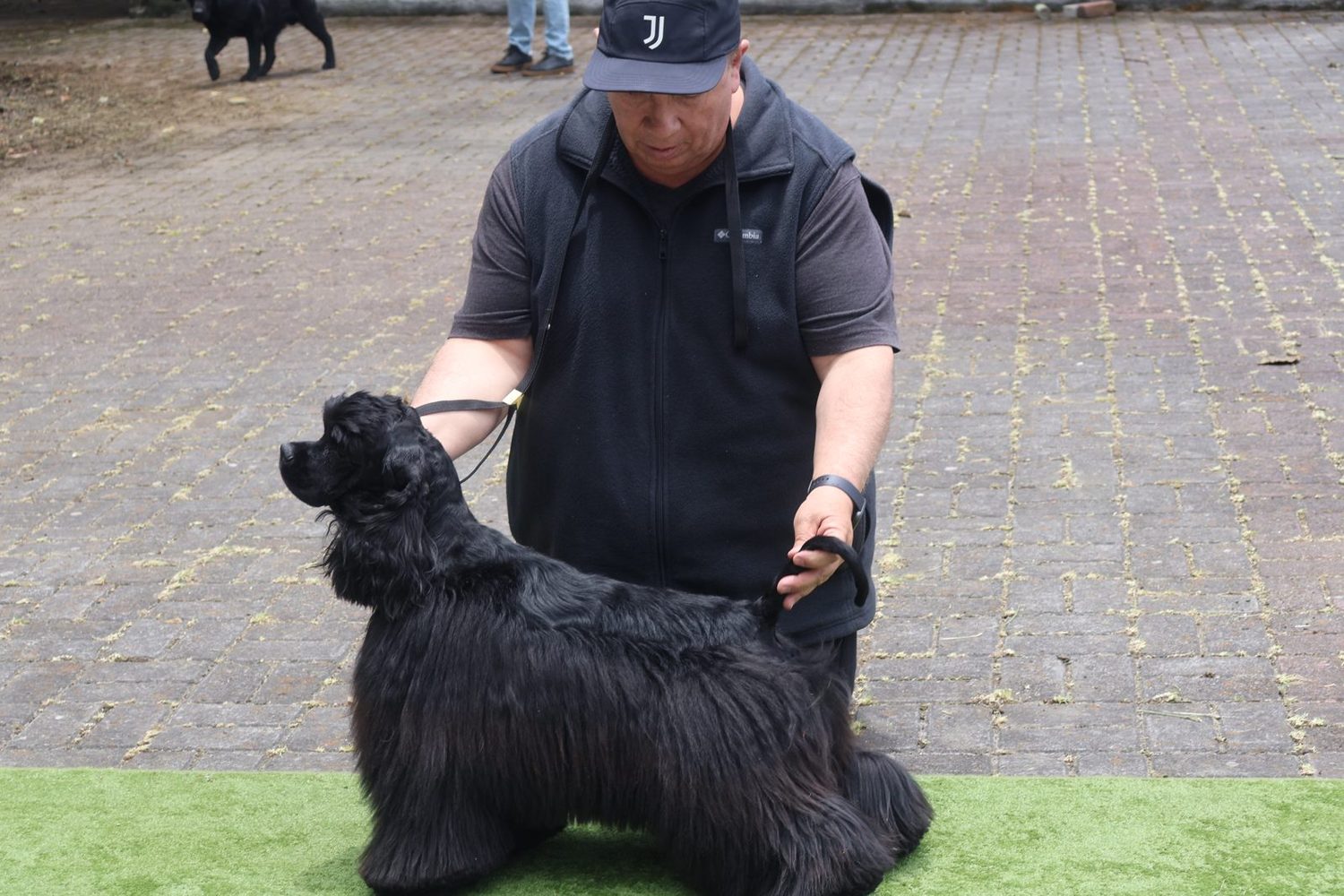 Handler con cocker spaniel