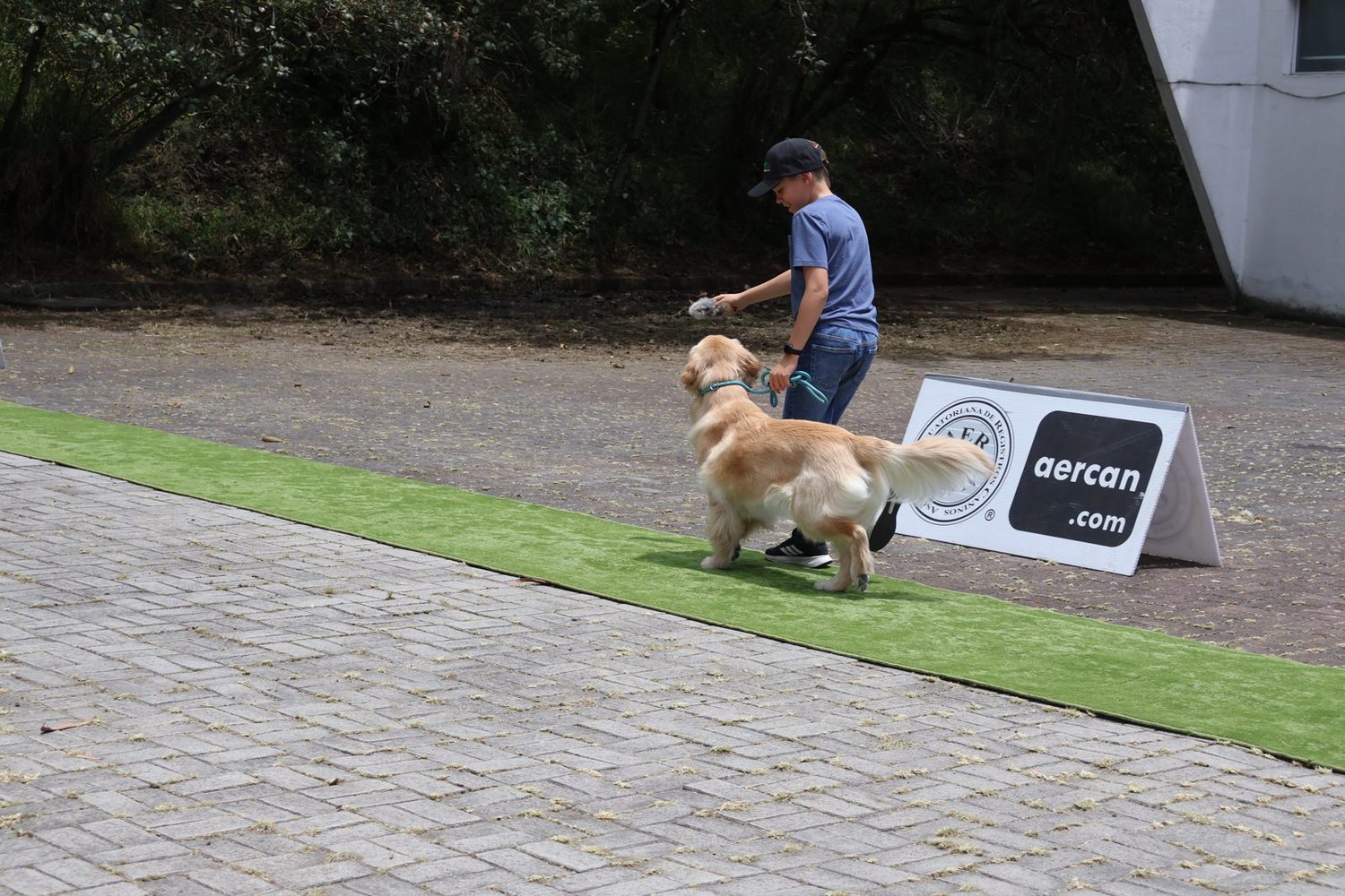 Golden retriever en movimiento sobre la pista